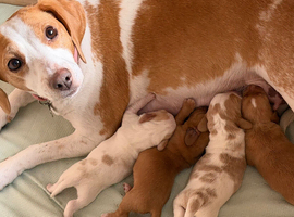 Bocker puppies for sale