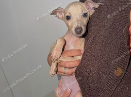 *2 Boys Ready To Leave Now * KC Italian Greyhound Puppies