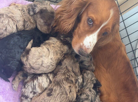 Outstanding litter. Best in west mids