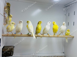 Canaries