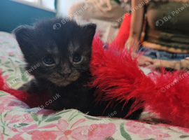 Maine coone X kittens for sale