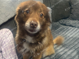 Pomsky/husky