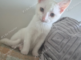 Pure white female kitten