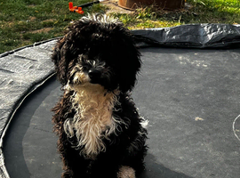 Male cockapoo pup