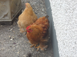Conhin Brahma