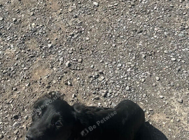 Beautiful black cocker spaniel girl