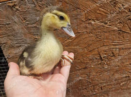 3 muscovie ducklings available