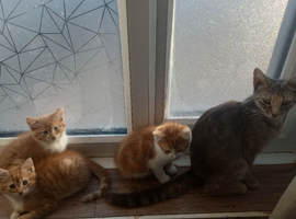 Kittens 2 ginger white  females one male tabby