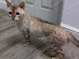 Seal lynx snow bengal stud
