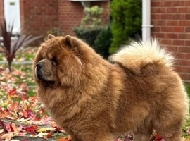 Kennel club registered chow chow stud!!