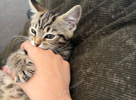 Kitten still available due to time wasters