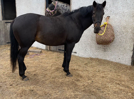 Irish sports horse x thoroughbred