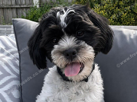 Gorgeous Female Shihpoo