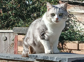 Sylvester British short hair silver tabby