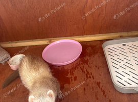 Lovely 12 week old female ferret