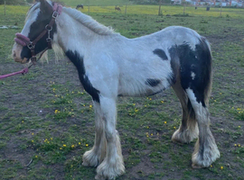 Merlin
