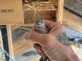 Java finch babies