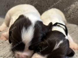 Beautiful Springer Spaniel puppies