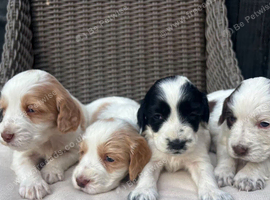 Working cocker spaniel puppies