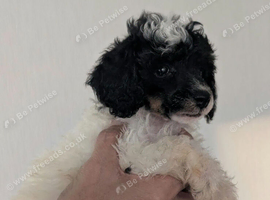 Gorgeous Toy Poodle Pups