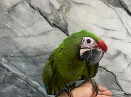 Baby HandReared Super Tame Cuddly Military Macaw Parrot