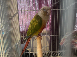Baby conures
