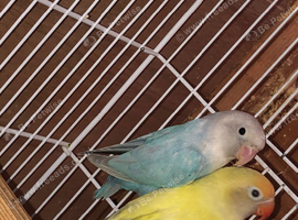 Proven pair lovebirds with 3 young
