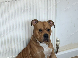 1 year old male, alpha blue bulldog x mastiff