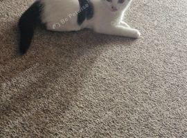 3 beautiful kittens