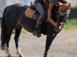 Stunning full up 13.2 mare