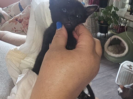 BRIGHT BLUE EYES..SPHYNX X RAGDOLL  READY NOW!