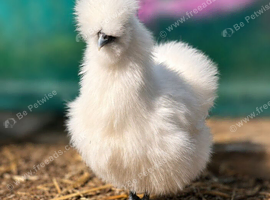 Silkie Hens - Laying