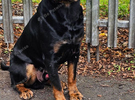 German Rottweiler Available