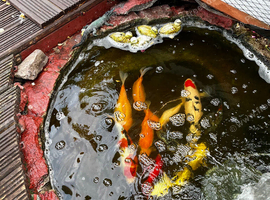 Large multicolour and Koi