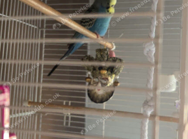 6 month old boy and cage