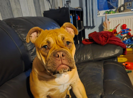 English bulldog x exotic bulldog