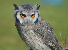 White faced owls