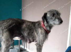 Looking for deerhound grey x collie grey or weaton x x