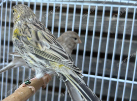 2 canaries