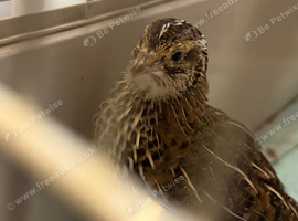 Group of coturnix Japanese quail