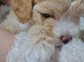 Last Maltipoo boy