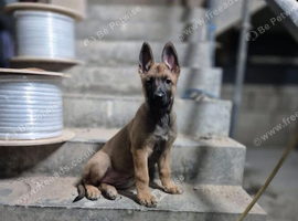 Female german shepherd x Dutch herder