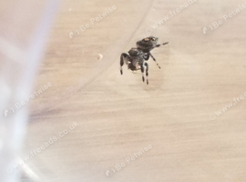 1 female i4 Apalichicola