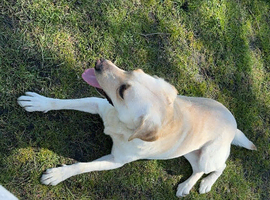 Our Labrador girl