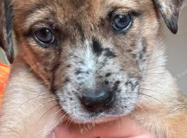 Gorgeous pup needs new home asap