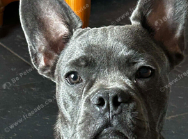6.5 month blue brindle frenchie boy kc reg.