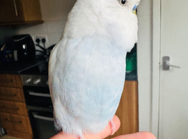 Budgie for sale