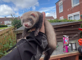 Ferrets
