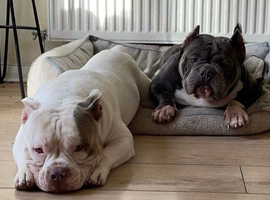 2 Pocket Bullies - 1 male 1 female