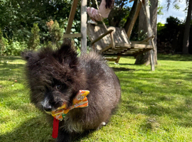 Pomeranian puppy